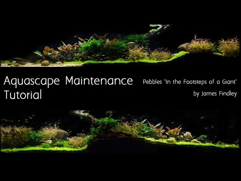 Aquascape Maintenance Tutorial Guide- The Green Ma The Art of Aquascaping Book now is available to download- https_//www.thegreenmachineonline.com/aqua