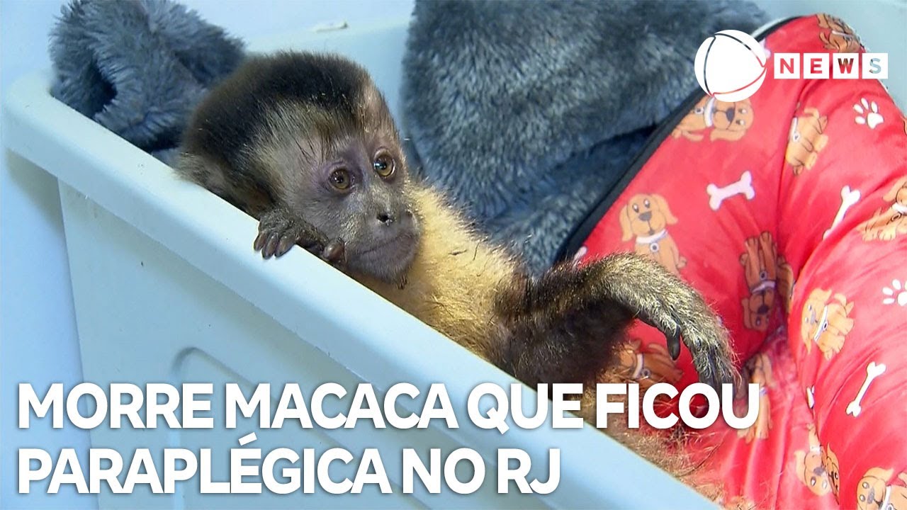 Morre macaca que ficou paraplégica após ser baleada no RJ