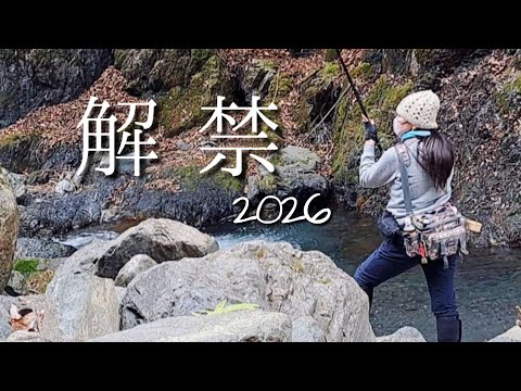 2026渓流釣り解禁!アマゴに会えました