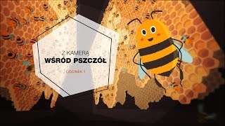Długo wyczekiwany, pierwszy odcinek serialu Z kamerą wśród pszczół. Dowiesz się jak mieszkają, pracu
