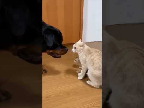 He Growled at Their Mom… Big Mistake母親に吠えた…それが運命の間違いだった。 #cutepets #cat #goldenretreivers