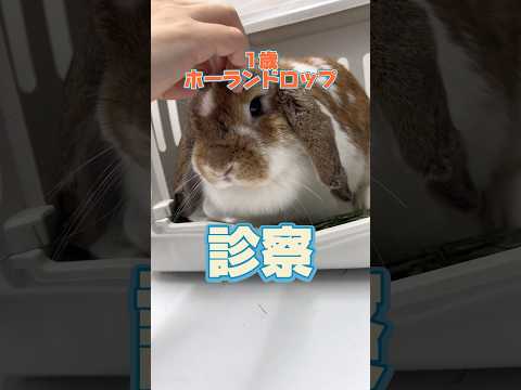 お腹が痛そうで頻繁に体勢を変える1歳のホーランドロップが動物病院にやって来た！