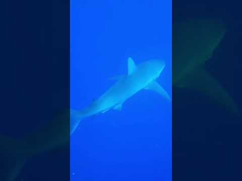 The coolest internship on the planet