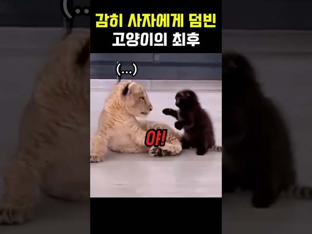겁도 없이 사자에게 덤빈 고양이는 결국 #사자 #고양이 #냥이 #야옹이 #동물