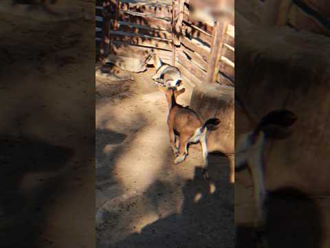 Камерунські кози, це на мінімалці чи мікро? #кози #тварини #коза #animals #funnyanimals #зоопарк