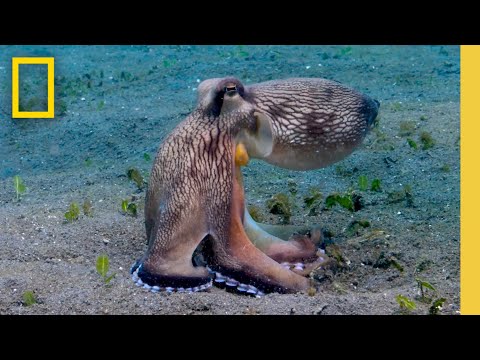 Watch this Octopus Devour Crabs as It Jumps in the Water | Insane Animals | Secrets of the Octopus