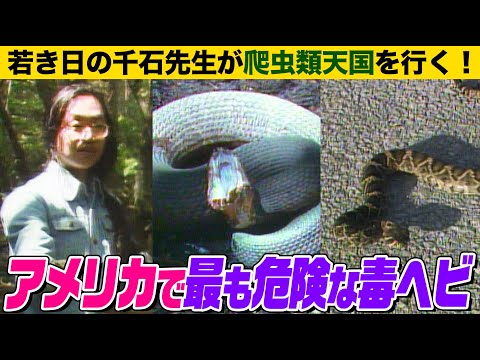 【アメリカ最強の毒へビ】”爬虫類の天国”に若き日の千石先生が潜入！魚を食べるヘビやアノールの挨拶行動を紹介【どうぶつ奇想天外／WAKUWAKU】