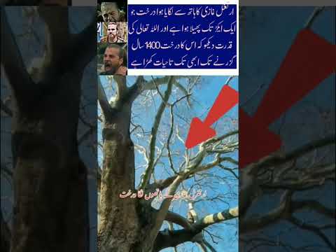 ertugrul gazi hand trees 🌴 training videos #trending #islamicvideo #shortvideo