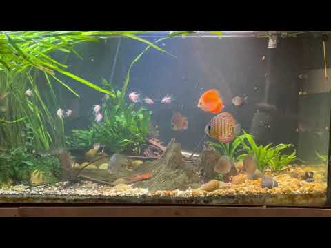 120 gal Planted Discus Tank sponsored by Consolida Huge shoutout to Dan at Consolidated Fish Farms, Inc.    For his incredible support of my channel. M