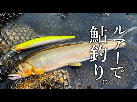 ルアー１つで簡単に鮎が爆釣！住宅街を流れる都市河川のアユイングが面白い
