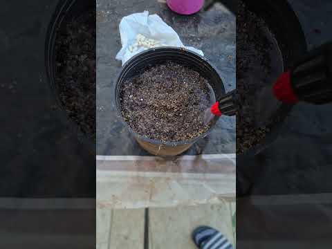 هتزرع الفاصولياء و الحلبة من البذور ال في المطبخ 🌿🌸 #زراعة_الأسطح #اشجار #garden #نباتي #plants