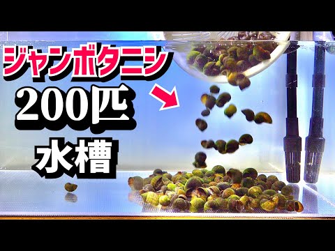 水槽に200匹入れると翌日スゴイことに…【ジャンボタニシ】