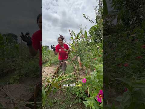 Waspada musim hujan tiba, tanaman pada roboh #kebun #berkebun #garden #homegarden