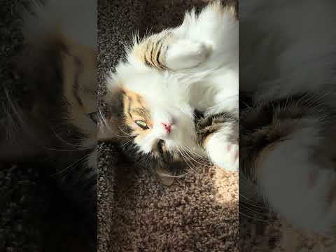 Hi, Min! 👋🏻 #munchkin #cutecat #hi