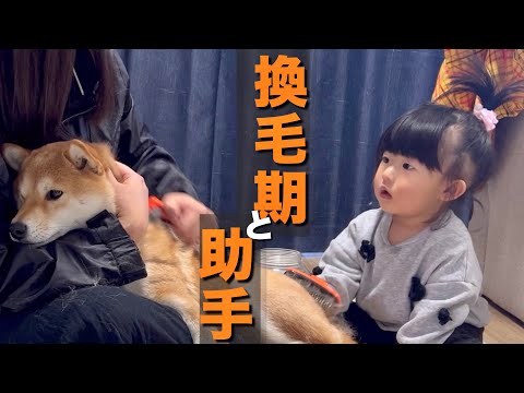 柴犬に換毛期到来！ママの真似をして換毛期に挑戦する１歳児の助手