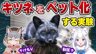 【獣医が解説】キツネをペット化する実験!? キツネのヒミツ 後編【北国ここなの動物研究室/シマハイイロギツネさんコラボ/けものフレンズ】