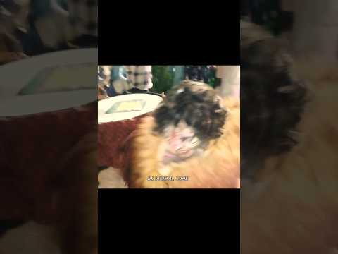 #djd - शेर भी झूम 🤩 उठे इस गाने में