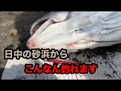 宮崎県日向灘 オオニベ釣行 ＃3 （2025年2月7日～2月８日）