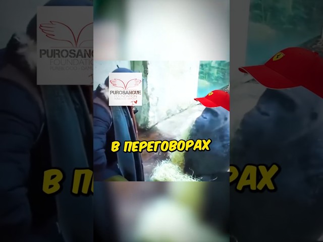 Ferrari ЗАСУДИЛИ БЛАГОТВОРИТЕЛЬНУЮ организацию?!😢