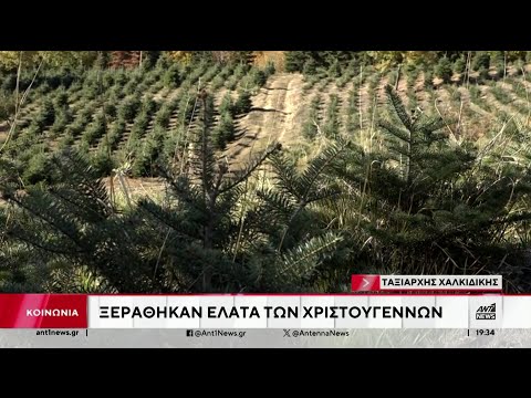 Λειψυδρία: “Ξεράθηκαν” τα έλατα των Χριστουγέννων