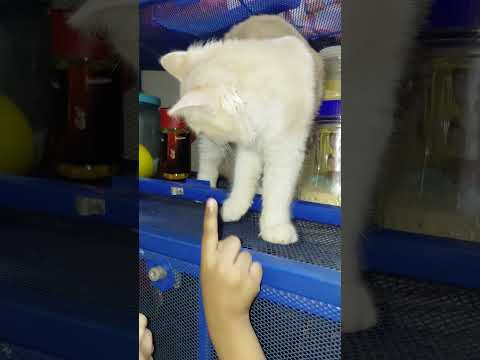 Cat Funny Videos Mochi Lover #cat #catvideos