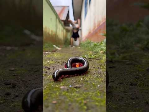 Let’s see if the millipede dares to appear after smelling this sweet jelly#shorts#centipede