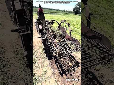 땅속 감자를 효율적으로 굴착하는 농기계 수확 방식 #worker #process #harvesting #potato #farm