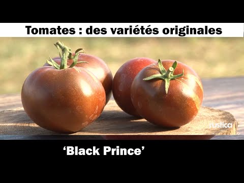 La tomate ' Black Prince’: culture et recette