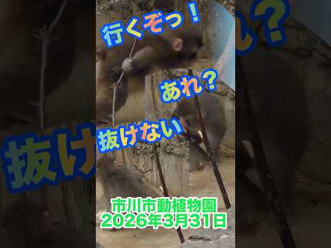 がんばれ！パンチくん【2026年3月31日】　#がんばれパンチ #市川市動植物園 #animals #ニホンザル #オランママ # #punch #animalshorts #shorts