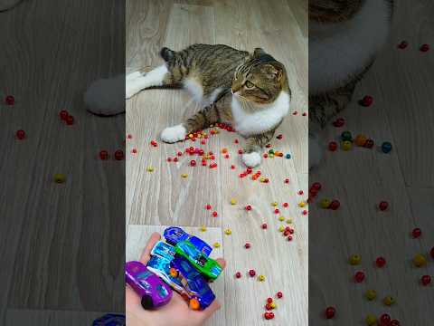 Cat Barsik Beads 🔴 🚘 Cars Reverse video #marblerunandmore #cat #reverse