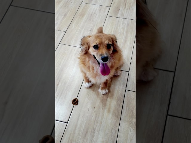 MI MAMÁ VOTÓ A MI PERRITO 😭💔