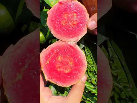 Enjoy the Freshness of These Meticulously Chosen Fruits 🍓🥭 #shorts #sweets #fresh #fruitsandveggies