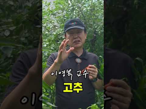 #<strong>고추</strong>#이영복