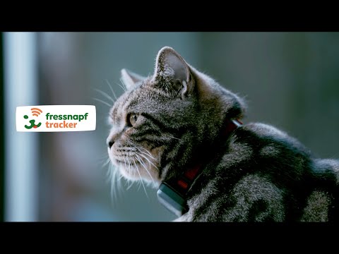 GPS-Tracker Katze | Fressnapf