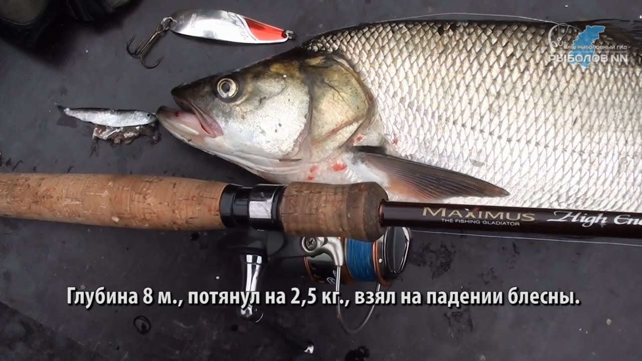 Ловля хищной рыбы на спиннинг видео Ловля хищной рыбы на спиннинг видео