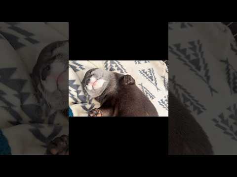 ナデナデを要求してくるカワウソ #shorts
