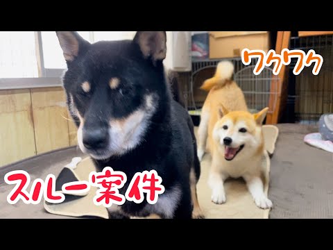 絡むとややこしくなるのでスルーされる柴犬たちが可愛い(笑)