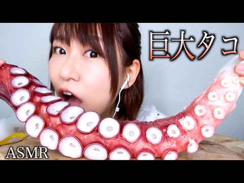 【ASMR】巨大タコの吸盤を食べる音【コリコリ】