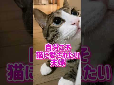 猫の動画サムネイル - 気持ちわかる人いる？父ちゃんには甘えて欲しくない#shorts #cats #球太
