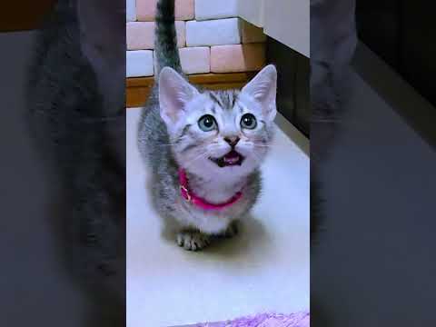 鳴きながらついてくる子猫がめちゃかわ💓💕　#ジェネッタ #マンチカン #子猫