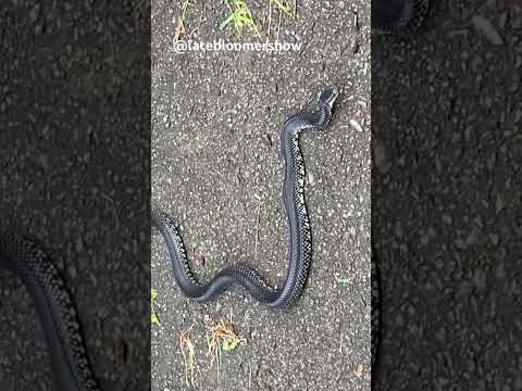 This got my blood pressure up! #gardening #snake #cats