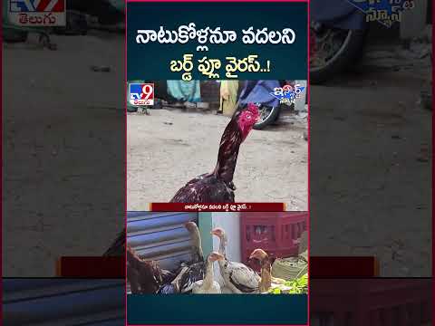 iSmart News : నాటుకోళ్లనూ వదలని బర్డ్ ఫ్లూ వైరస్.. !   - TV9