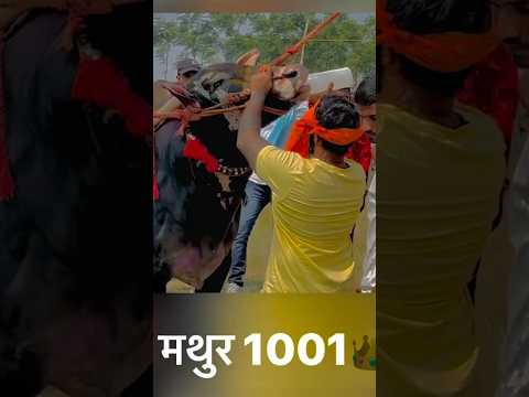 RAHUL BHAI PATIL 🔥🤴1001🤴🔥॥ #maharashtra #king#mathur1001 #trending#trendingreels #trendingshorts