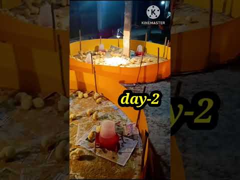 🛖Day -2 broiler Chick🐣🌿#shorts #shortvideo #shortsfeed#farming#pets #birds #chicken#viral #sundarban
