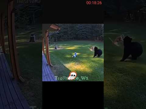 you are not afraid of animals #shorts #ytshorts #animals #animalshorts #shark #explore #fypシ #cat