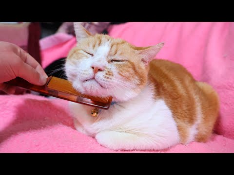猫の動画サムネイル - うずまきぶらっしんぐ　250617