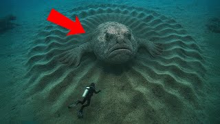 Ученые обнаружили огромных, загадочных существ, скрывающихся под водой!