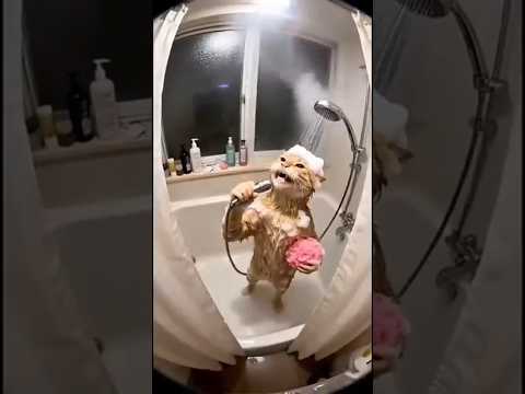 Kucing Mandi sambil Nyanyi #shorts #shortvideo #comedy #trending #viral