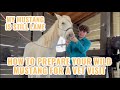 How to Prepare Your Wild Mustang for a Vet Visit - My Mustang Is Lame