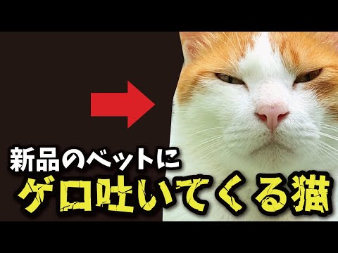 【悲報】買ったばかりのIKEAのベッドにゲロ吐かれました【関西弁でしゃべる猫】【猫アテレコ】